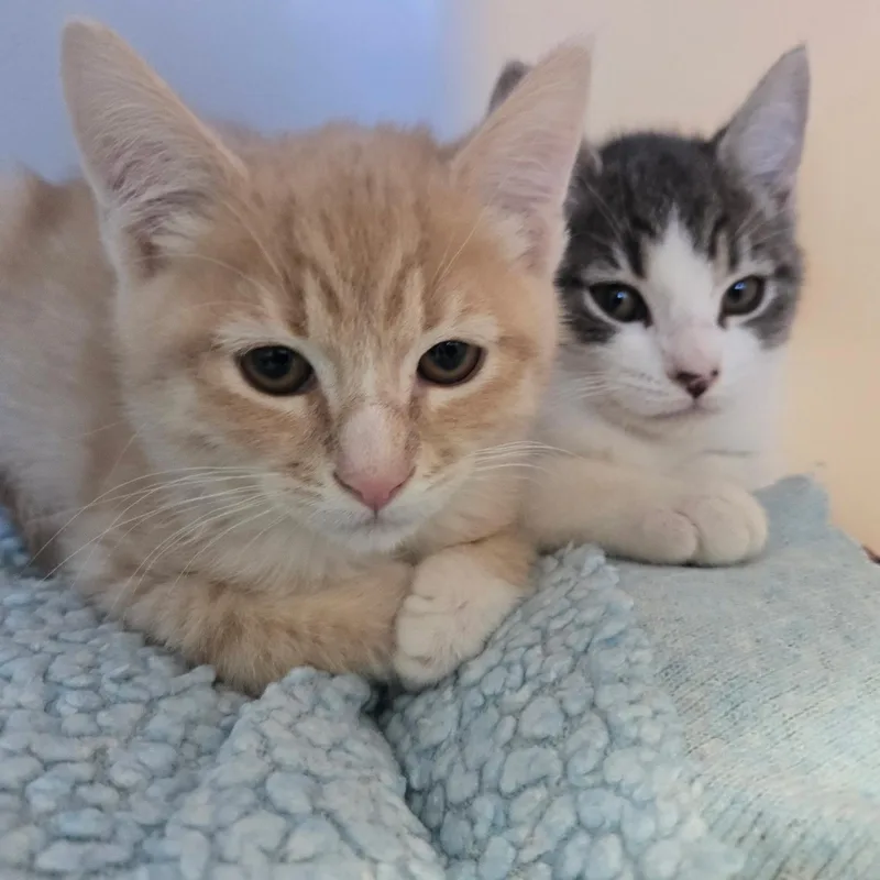 Cheese Litter thumbnail 2