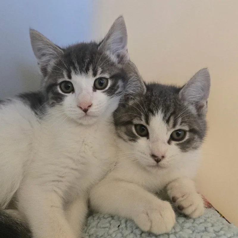 Cheese Litter thumbnail 3