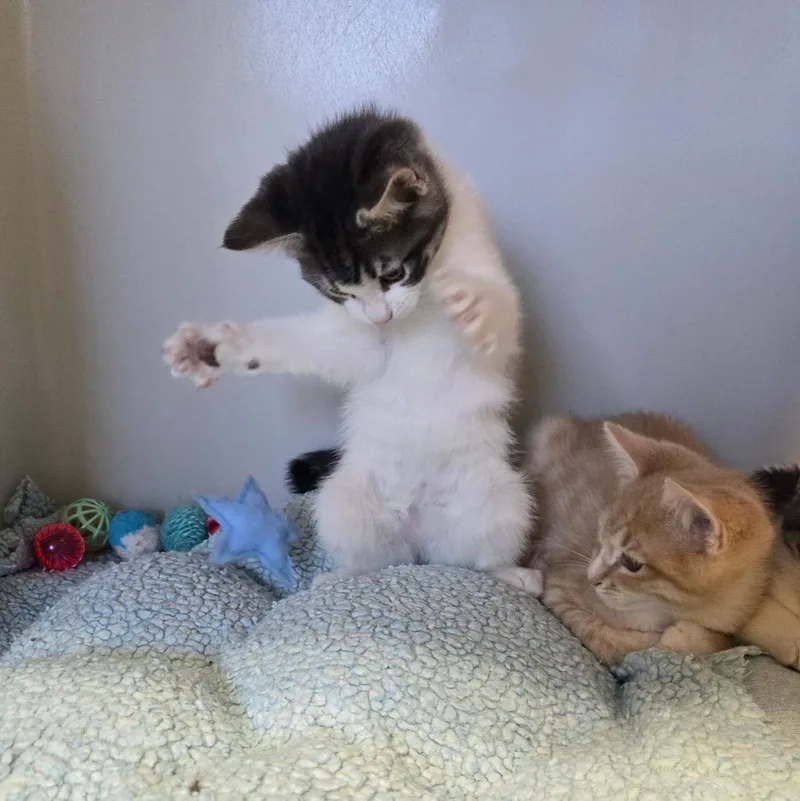 Cheese Litter thumbnail 4