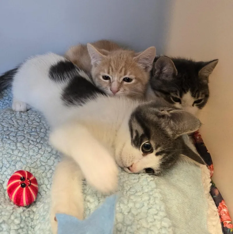 Cheese Litter thumbnail 5