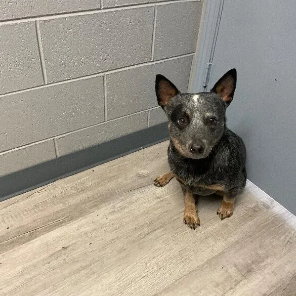 An adult medium-sized male Black Australian Cattle Dog / Blue Heeler dog named Hitch for adoption in East Smithfield , PA