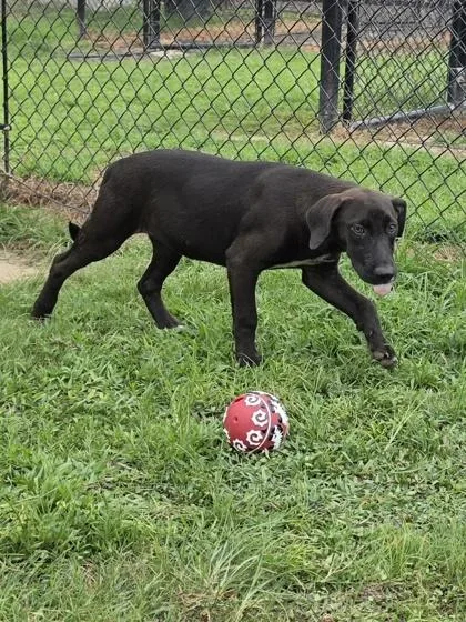 A baby small-sized female Labrador Retriever dog named Pencil for adoption in Conway, SC