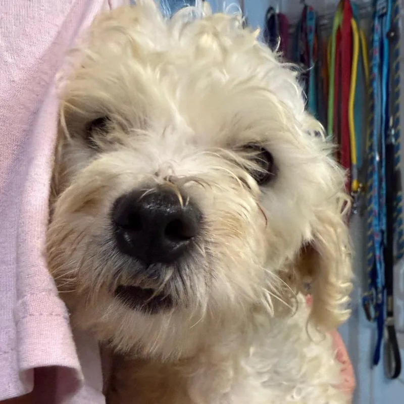 An adult small-sized male White / Cream Maltese dog named Snow for adoption in West Chester, PA