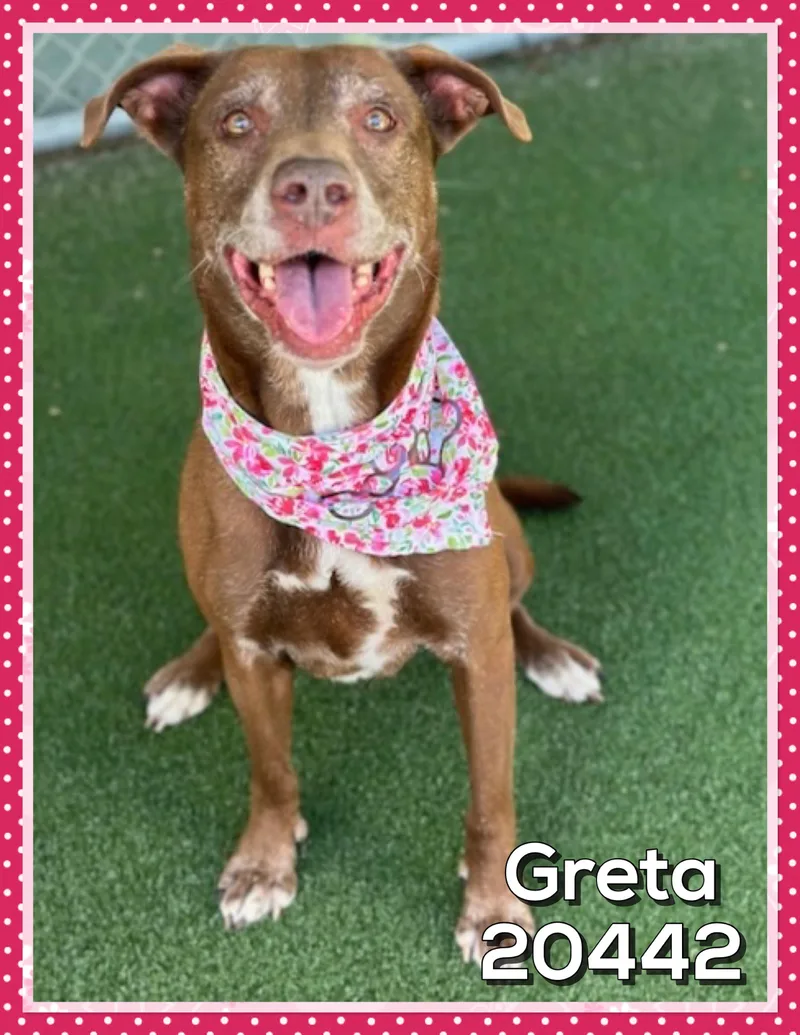 A senior medium-sized female Brown / Chocolate Chocolate Labrador Retriever dog named Greta for adoption in Marietta, GA