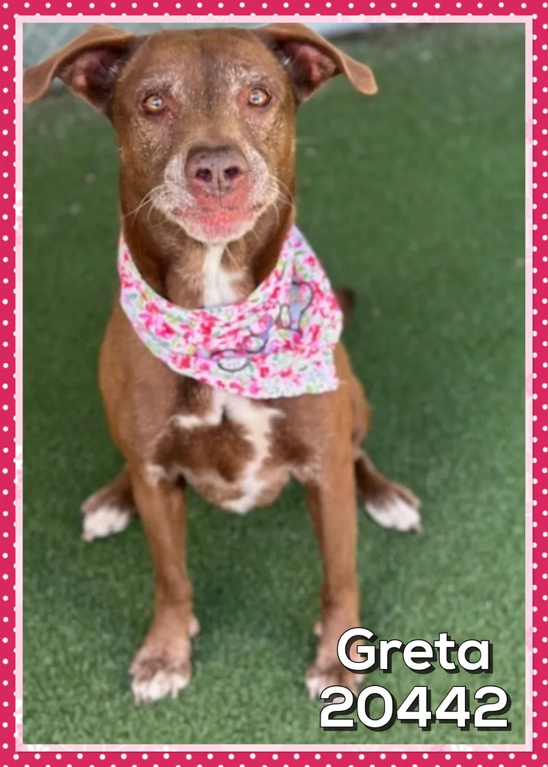 Greta thumbnail 4