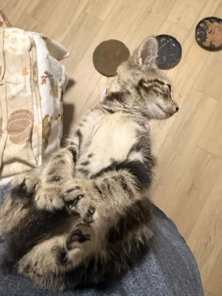 A baby small-sized female Domestic Short Hair cat named Jitterbug for adoption in Grand Rapids, MI