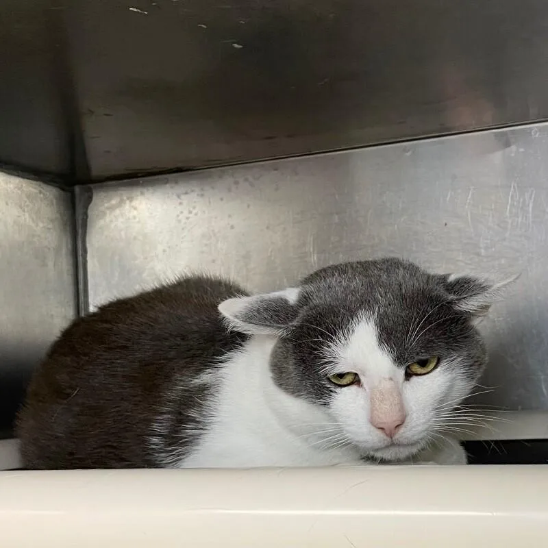 An adult medium-sized male Domestic Short Hair cat named Beck for adoption in Roanoke, VA