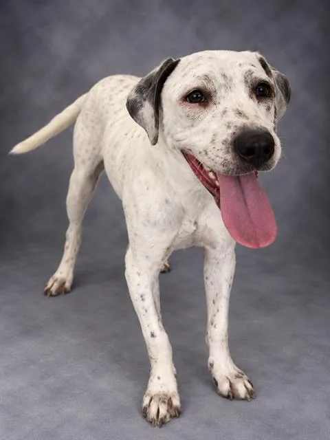 A young small-sized male American Bulldog dog named Loki for adoption in Winter Haven, FL