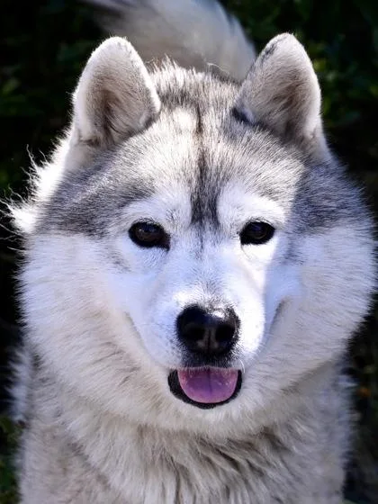 Apollo