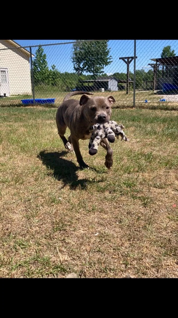 An adult medium-sized female Pit Bull Terrier dog named Luna for adoption in Carmel, NY