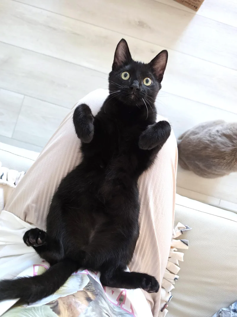 A baby small-sized male Black Domestic Short Hair cat named Pippin for adoption in Orange, CA