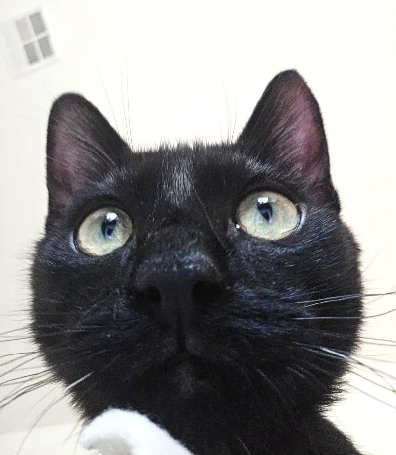 Pippin thumbnail 2