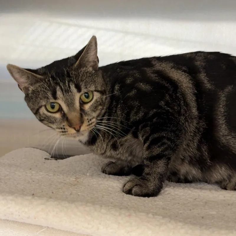 An adult medium-sized female Brown / Chocolate Domestic Short Hair cat named Raya for adoption in Hamburg, NY