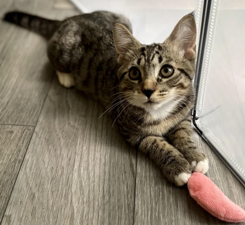 A baby medium-sized male Tabby (Brown / Chocolate) Domestic Short Hair cat named Kris for adoption in Hudson, NY