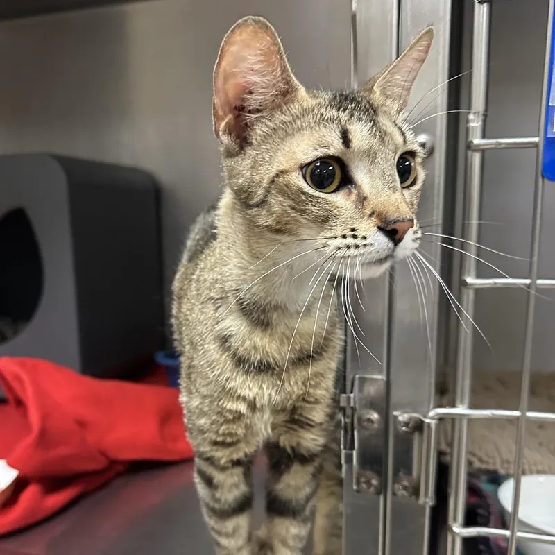 A young medium-sized female Brown / Chocolate Domestic Short Hair cat named Kova for adoption in Titusville, FL