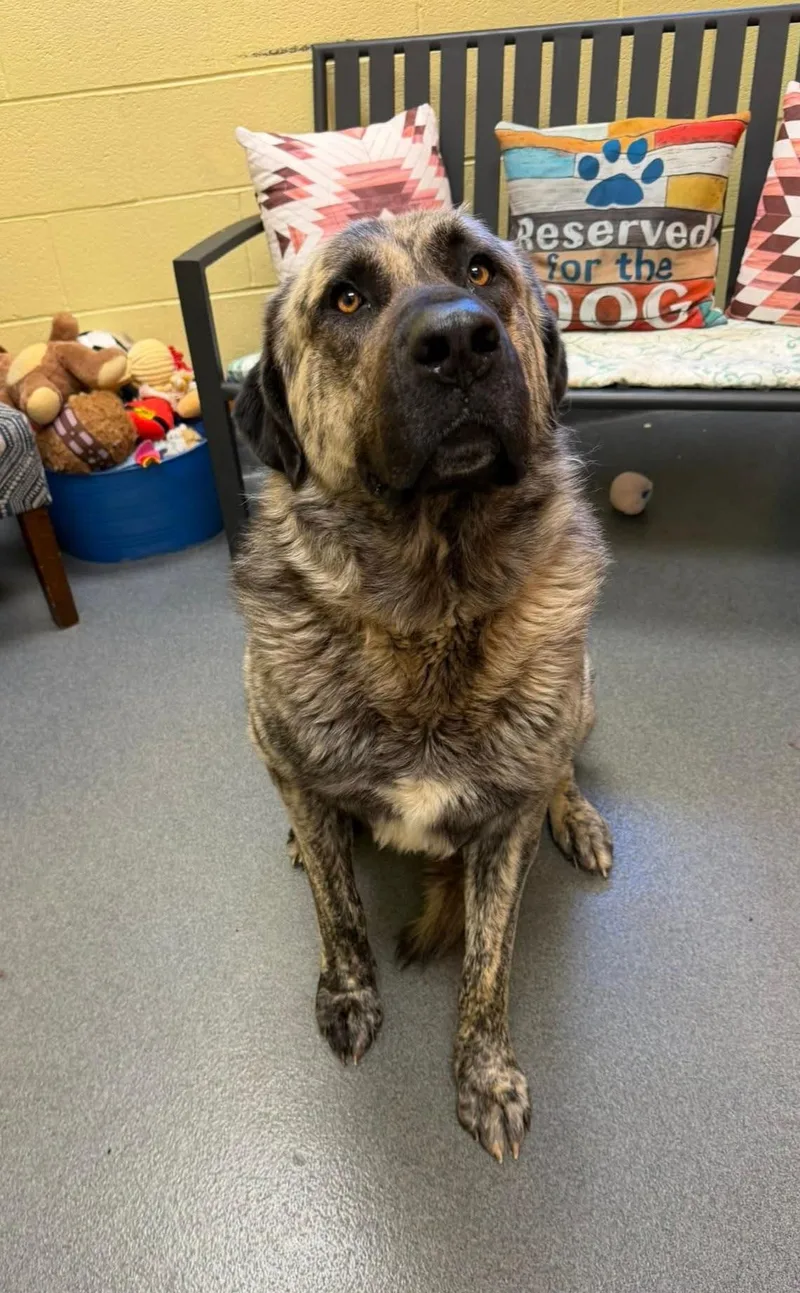 An adult large-sized male Apricot / Beige Anatolian Shepherd dog named Judge for adoption in Amherst, VA