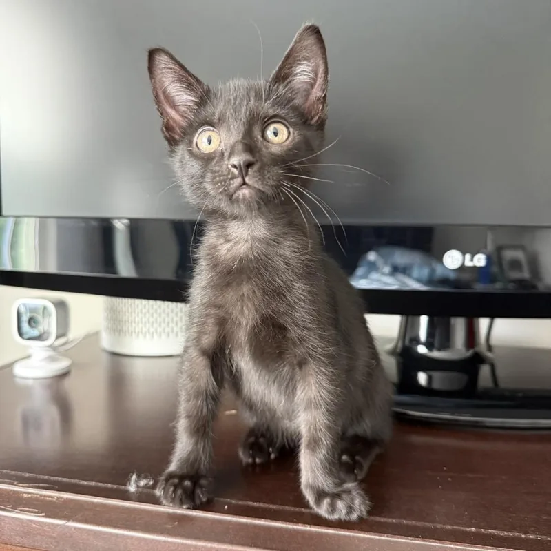 A baby small-sized male Black Domestic Short Hair cat named Fee for adoption in Birdsboro, PA
