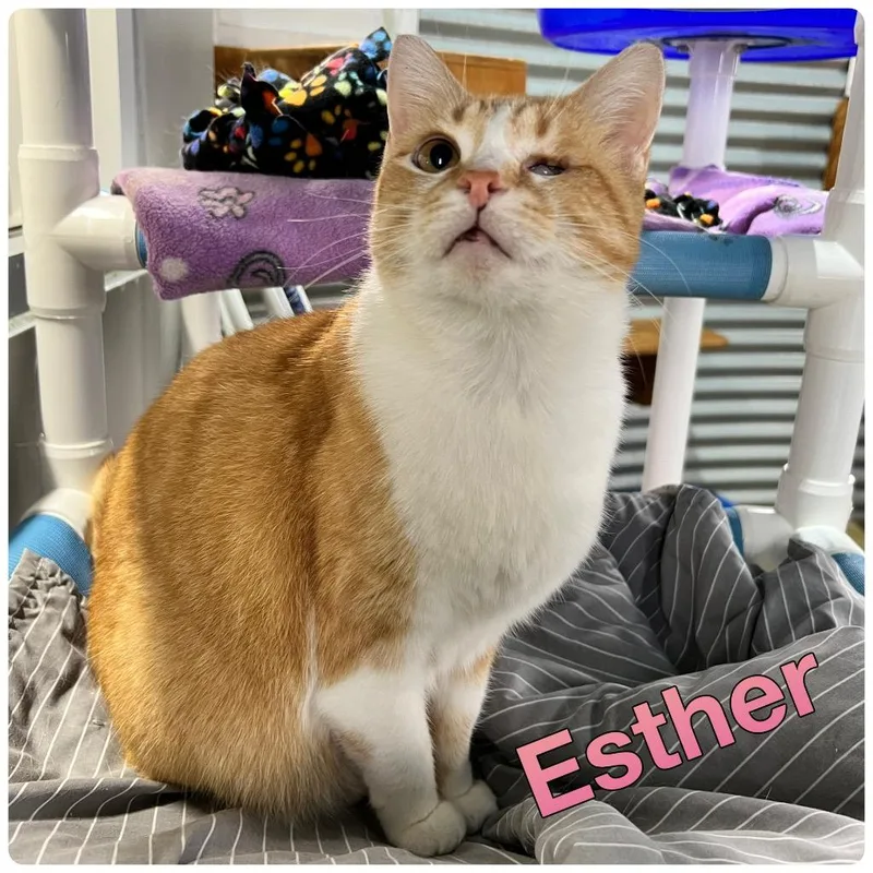 Esther