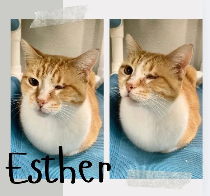 Esther thumbnail 4