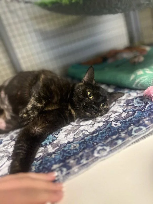 A young medium-sized female Tortoiseshell cat named Fancy for adoption in Lovingston, VA