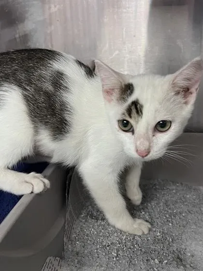 A baby small-sized female Domestic Short Hair cat named Pearl for adoption in Houston, TX