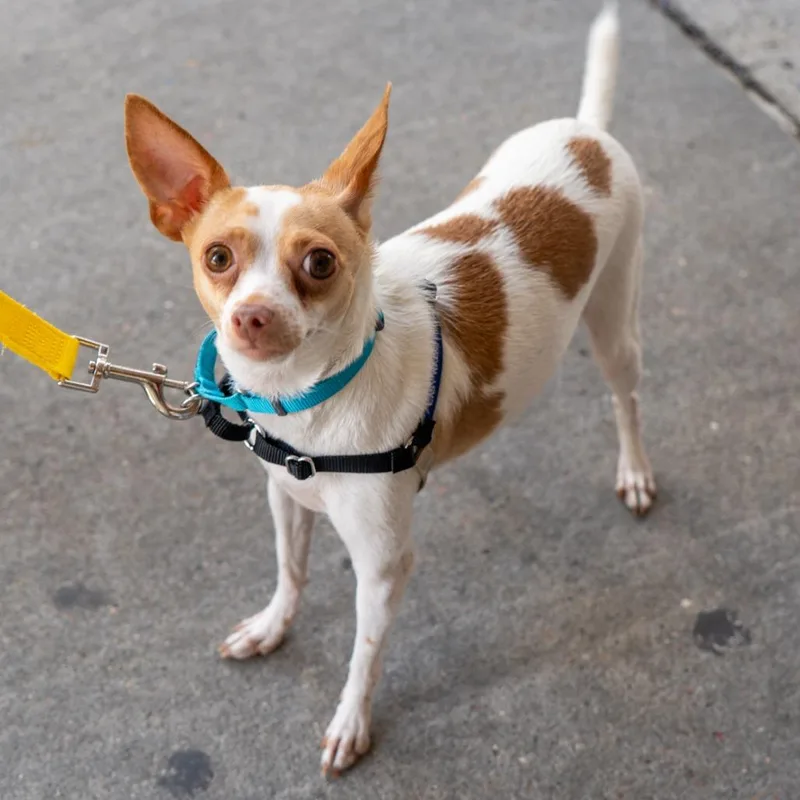 An adult small-sized female White / Cream Chihuahua dog named Claire for adoption in New York, NY