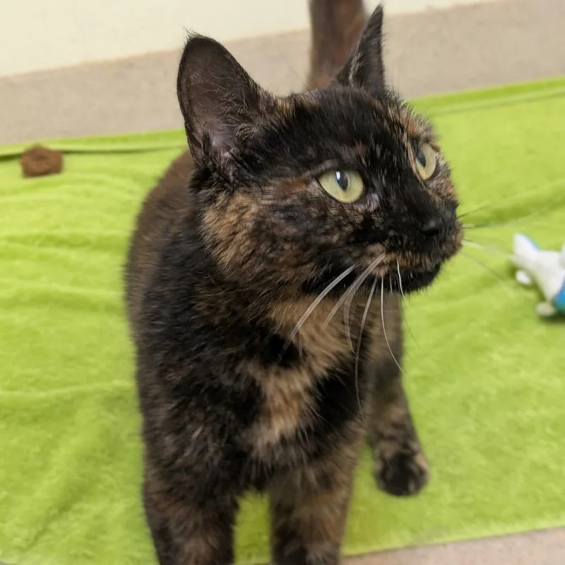 A young medium-sized female Domestic Short Hair cat named Kelpie for adoption in South Burlington, VT