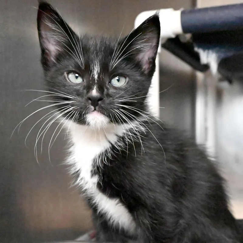 A baby small-sized male Black Domestic Medium Hair cat named Pebbles for adoption in West Palm Beach, FL