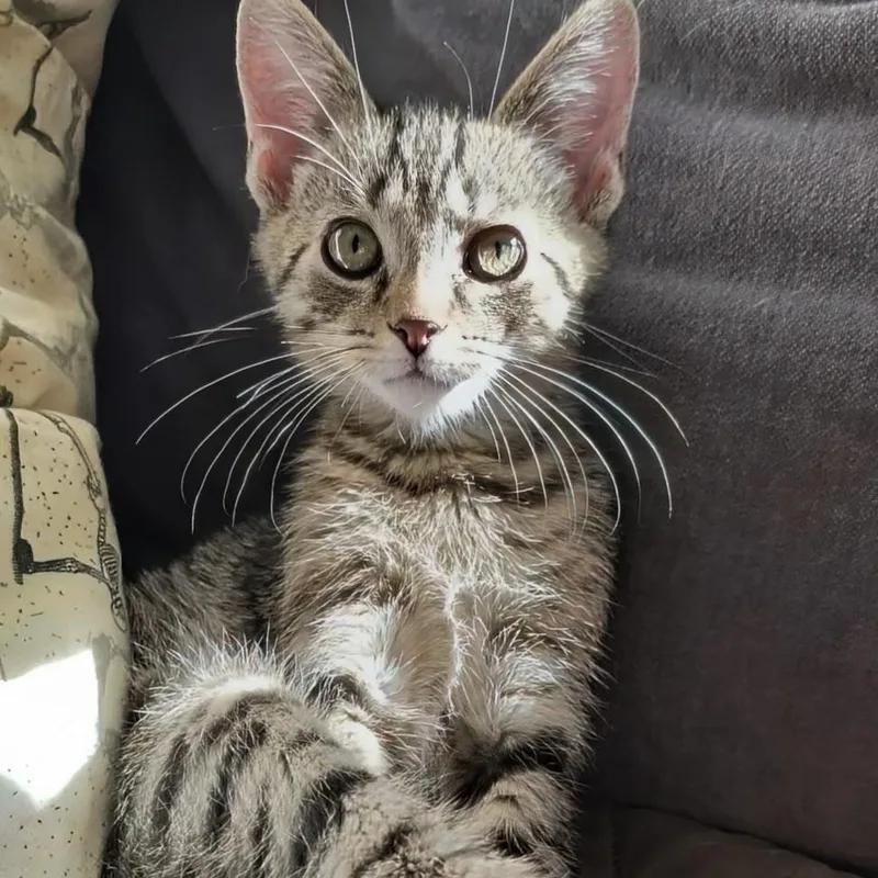 A baby small-sized male Tabby (Buff / Tan / Fawn) Domestic Short Hair cat named Blizzard  Best Friends for adoption in West Jefferson, OH