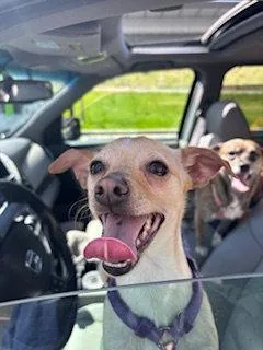 An adult small-sized female Chihuahua dog named Willow Tree for adoption in Salt Lake City, UT