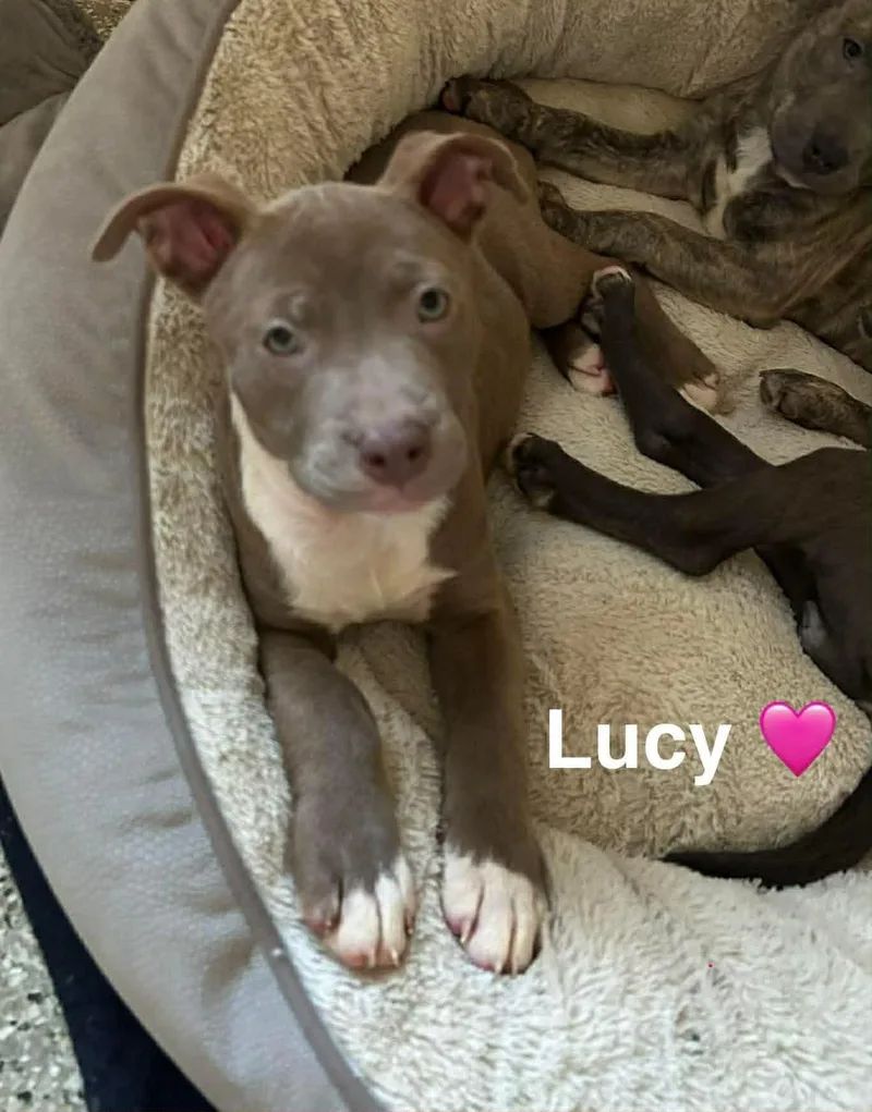 A baby medium-sized female American Staffordshire Terrier dog named Lucy for adoption in Salem, NH