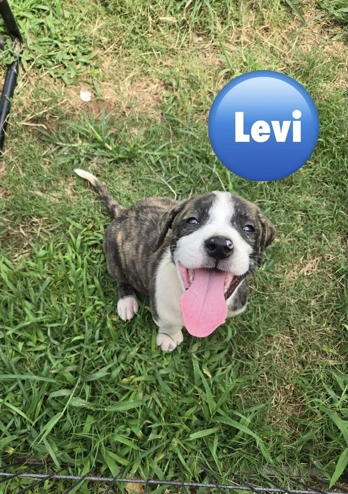 A baby medium-sized male Tricolor (Brown, Black, & White) Pit Bull Terrier dog named Levi for adoption in Wenonah, NJ