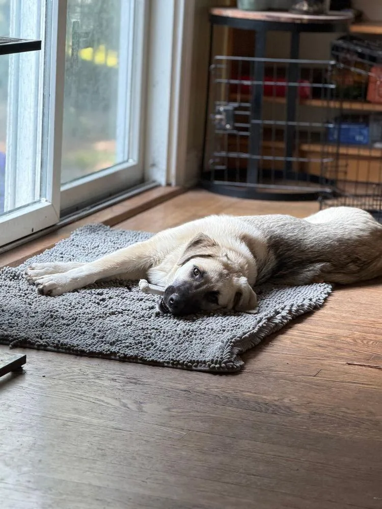 A young large-sized female Great Pyrenees dog named Bronx for adoption in Caldwell, NJ