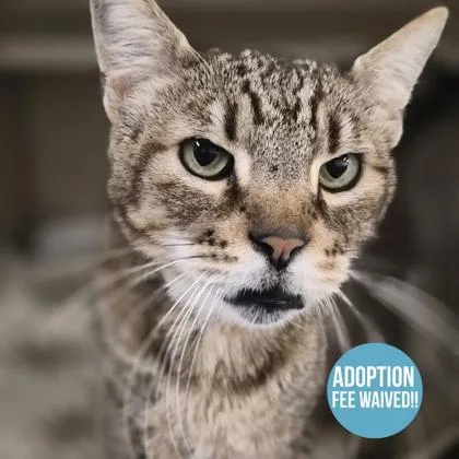 A senior large-sized male Brown / Chocolate Domestic Short Hair cat named Tom for adoption in Sacramento, CA