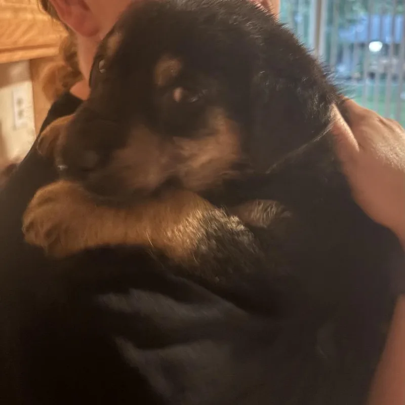 A baby small-sized male Black Mixed Breed dog named Pop for adoption in Buffalo, MN