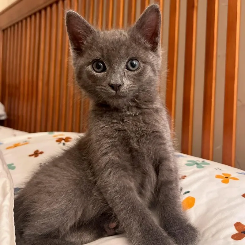 A baby small-sized male Gray / Blue / Silver Domestic Short Hair cat named Caddy for adoption in Charlottesville, VA