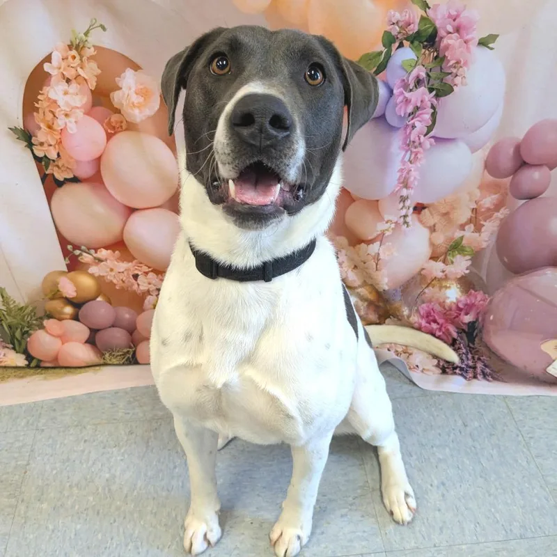 An adult medium-sized male Gray / Blue / Silver Mixed Breed dog named Lucky for adoption in Warrensburg, MO