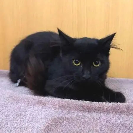 A baby small-sized male Domestic Medium Hair cat named Romeo for adoption in Saint Louis, MO
