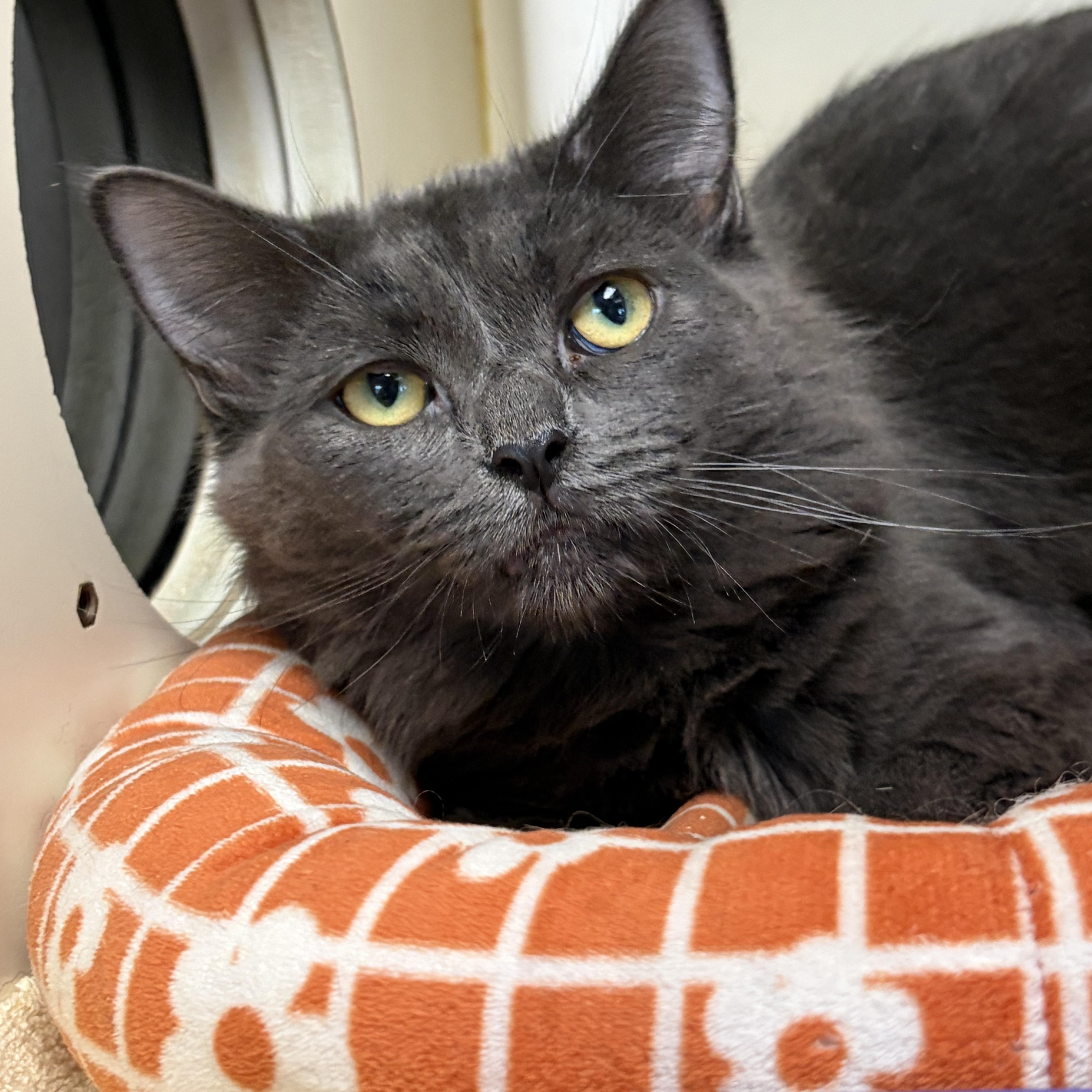 An adult medium-sized female Gray / Blue / Silver Domestic Long Hair cat named Manchego for adoption in Somerset, NJ