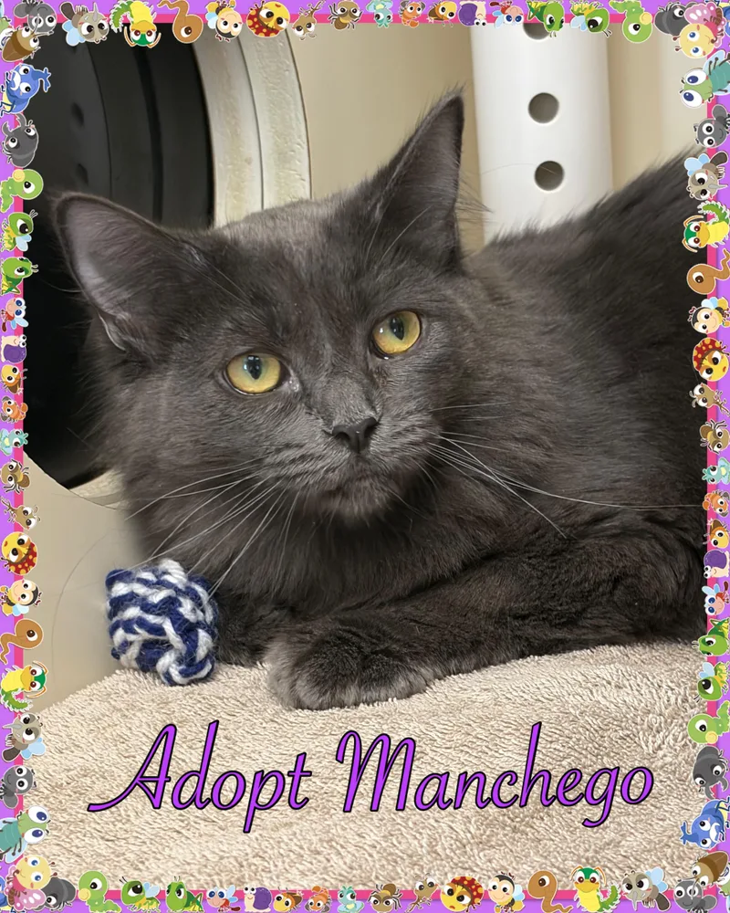 Manchego thumbnail 2