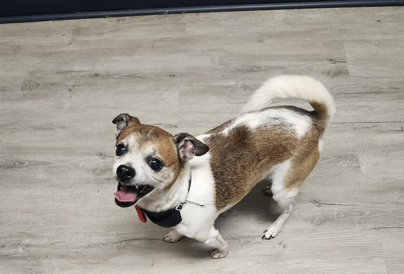 An adult small-sized male Tricolor (Brown, Black, & White) Chihuahua dog named Gherkin for adoption in Mansfield, OH