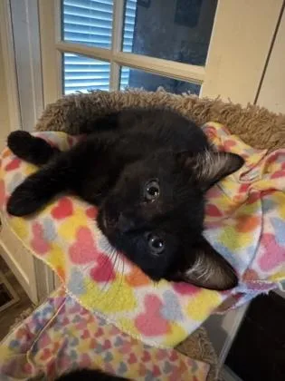 A baby medium-sized male Domestic Short Hair cat named Catrick Swayze for adoption in Pleasanton, CA