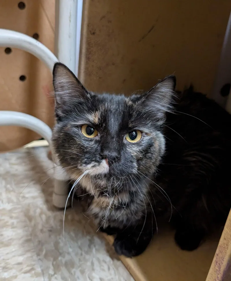 Sapphire thumbnail 2