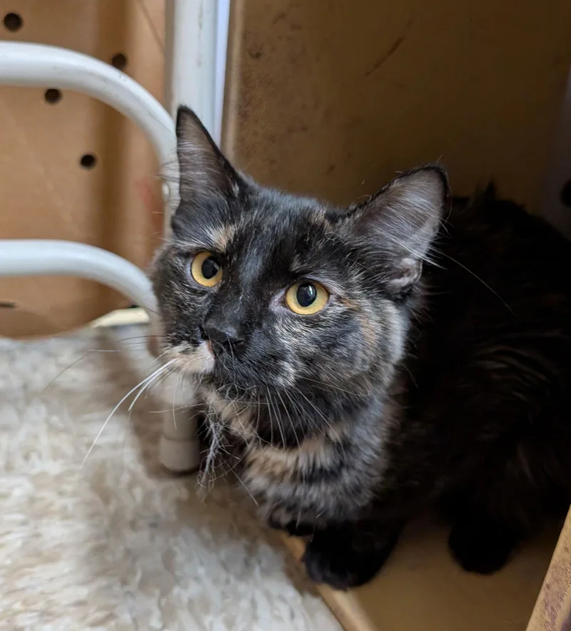 Sapphire thumbnail 3