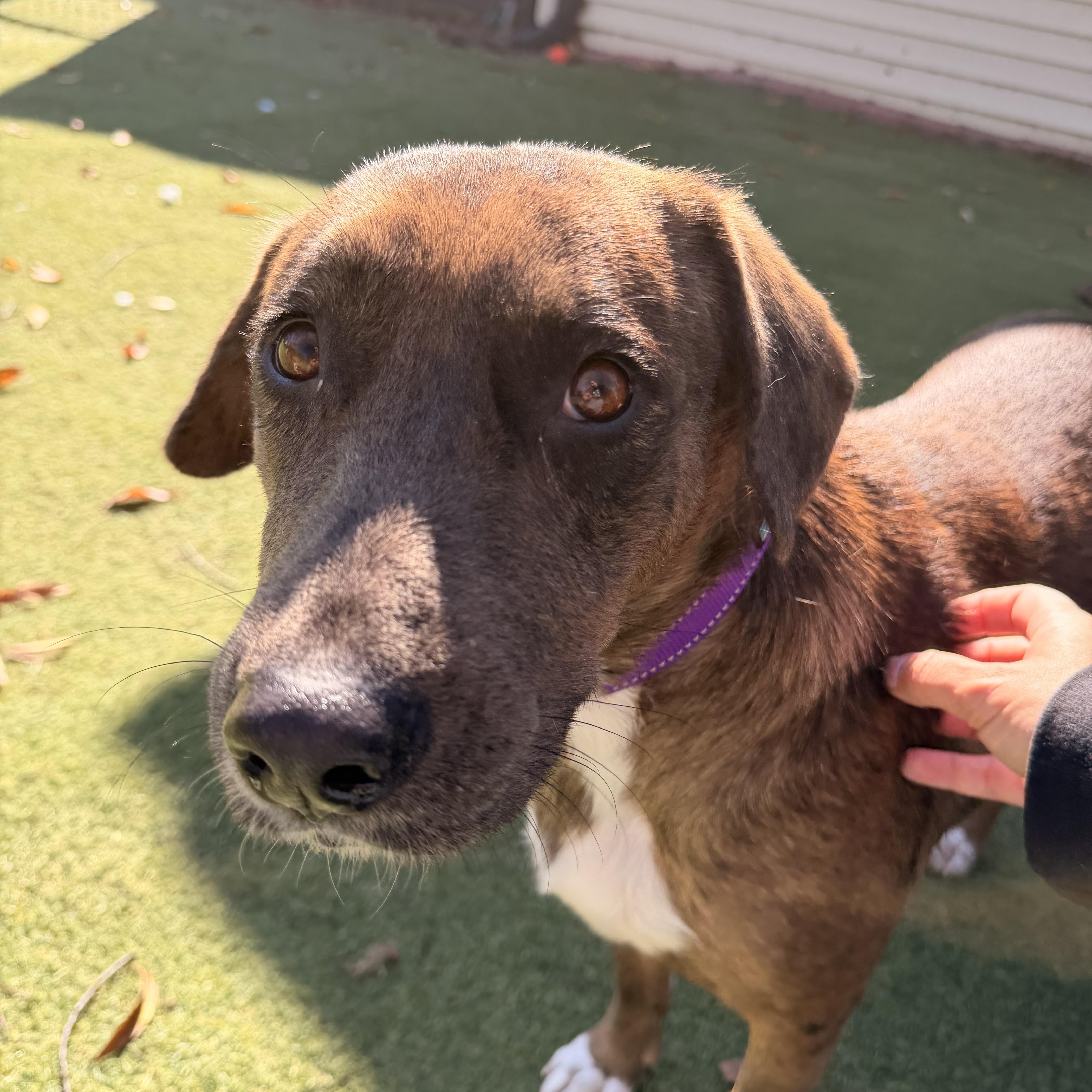 An adult medium-sized female Australian Shepherd dog named Clove for adoption in Kentwood, MI