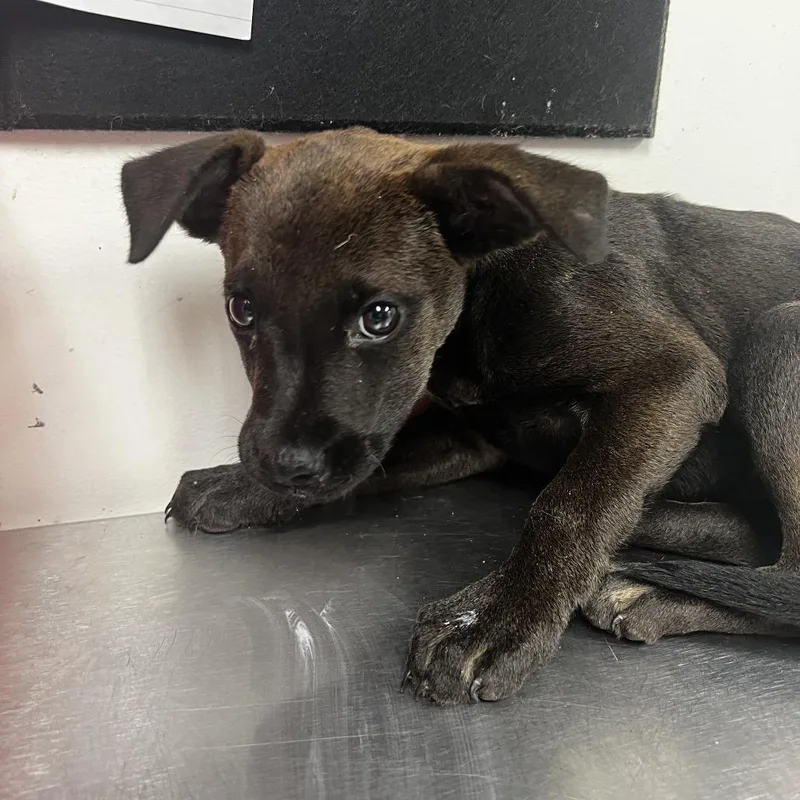 A baby small-sized female Black Labrador Retriever dog named Imogen for adoption in Birmingham, AL