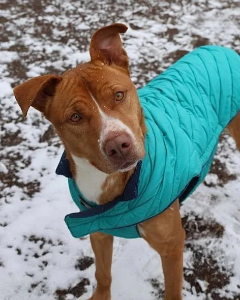 An adult medium-sized female Mixed Breed dog named Bandit for adoption in Columbia, SC