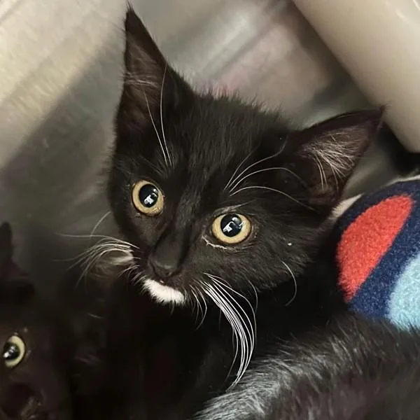 A baby small-sized female Domestic Short Hair cat named Flick for adoption in Walnut Creek, CA