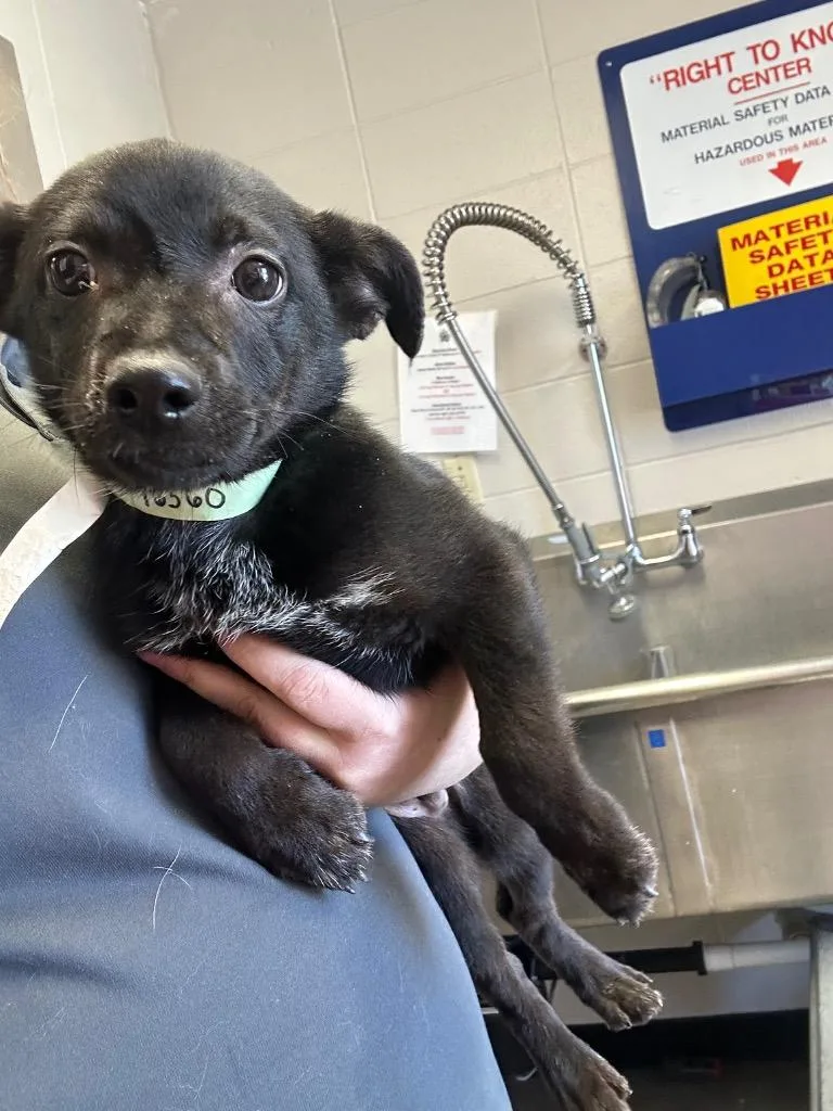 A baby medium-sized male Mixed Breed dog named Cove for adoption in Rock Springs, WY