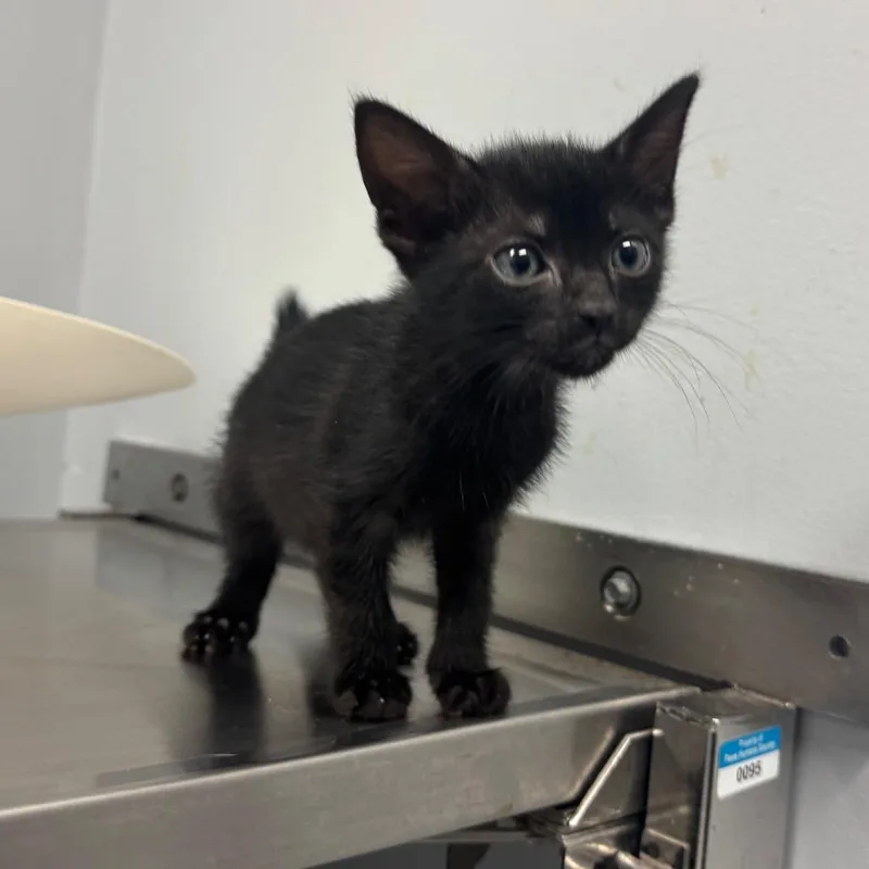 A baby small-sized male Black Domestic Short Hair cat named Stan for adoption in Columbus, GA